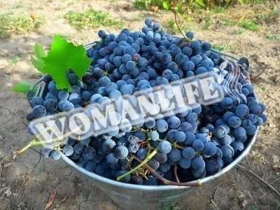 Вино виноградне (за рецептом початку 20 століття)