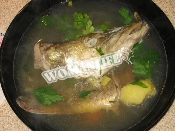 Щуче вухо