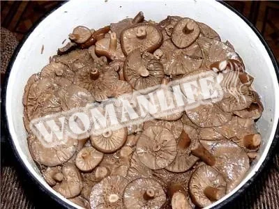 Солоні гірчаки